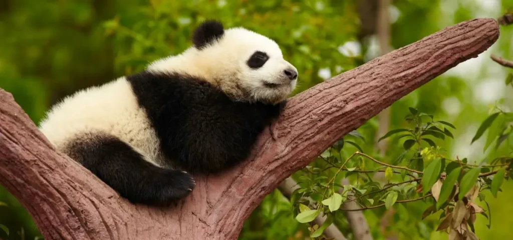 showing the image of giant panda