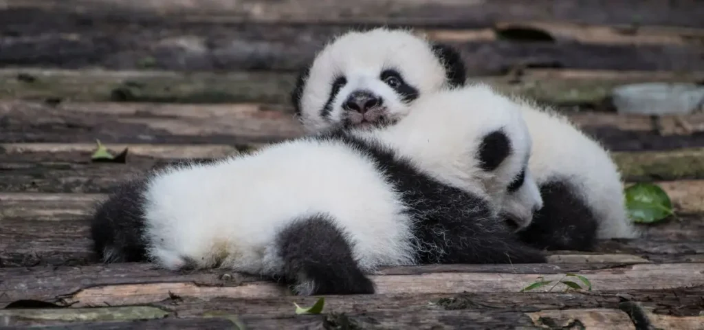 showing the image of giant panda