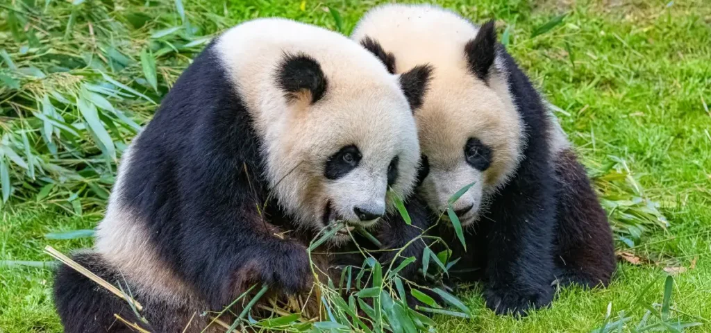 showing the image of giant panda