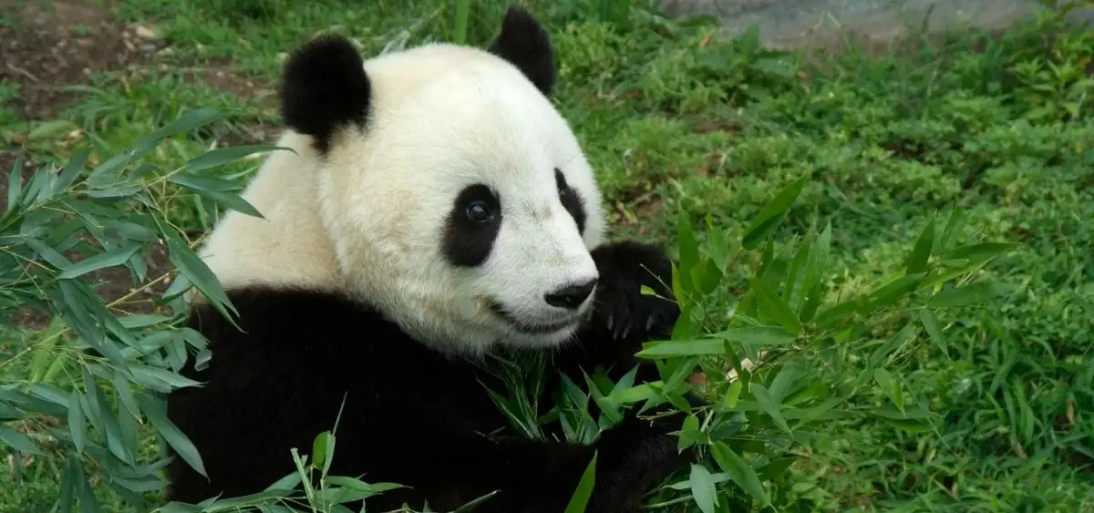 showing the image of giant pandas