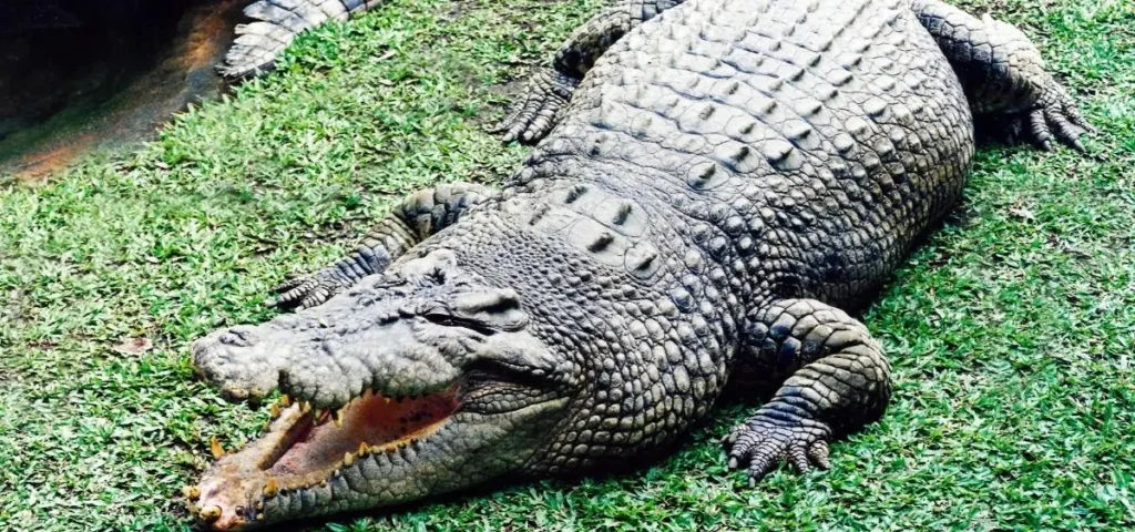 showing the image of world croc day 17 june