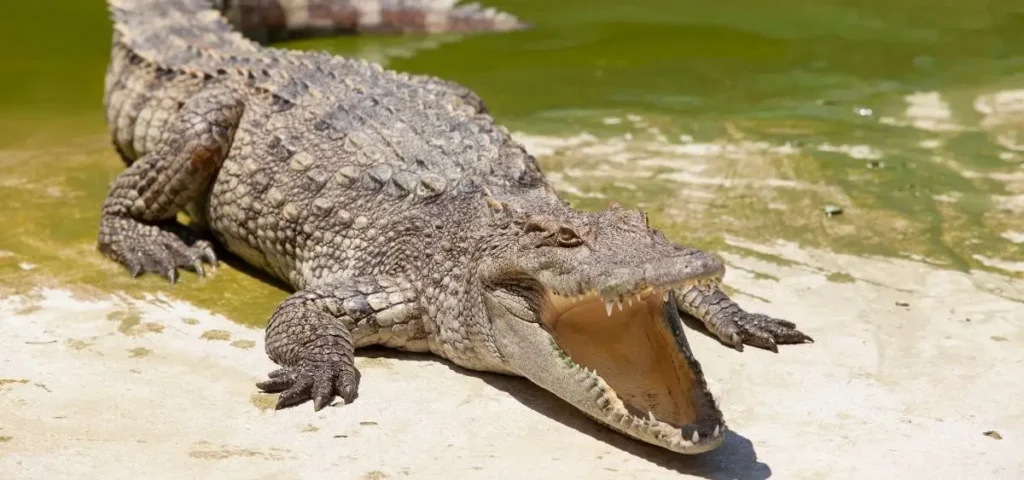 showing the image of world croc day 17 june