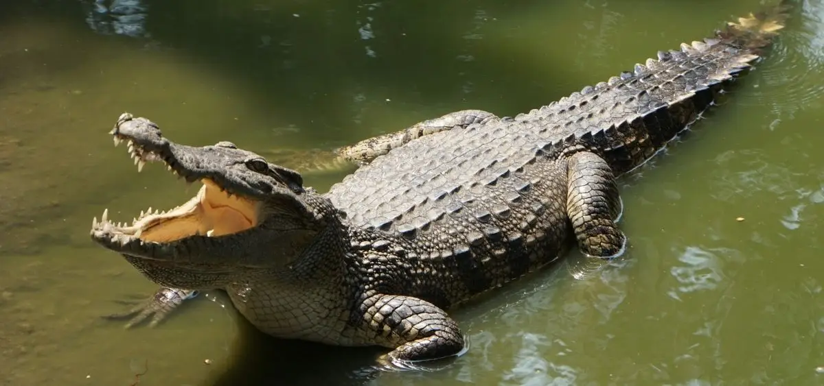 showing the image of world croc day 17 june