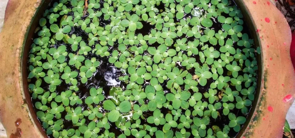 showing the image of duckweed
