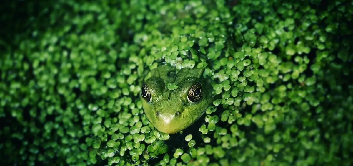 showing the image of duckweed