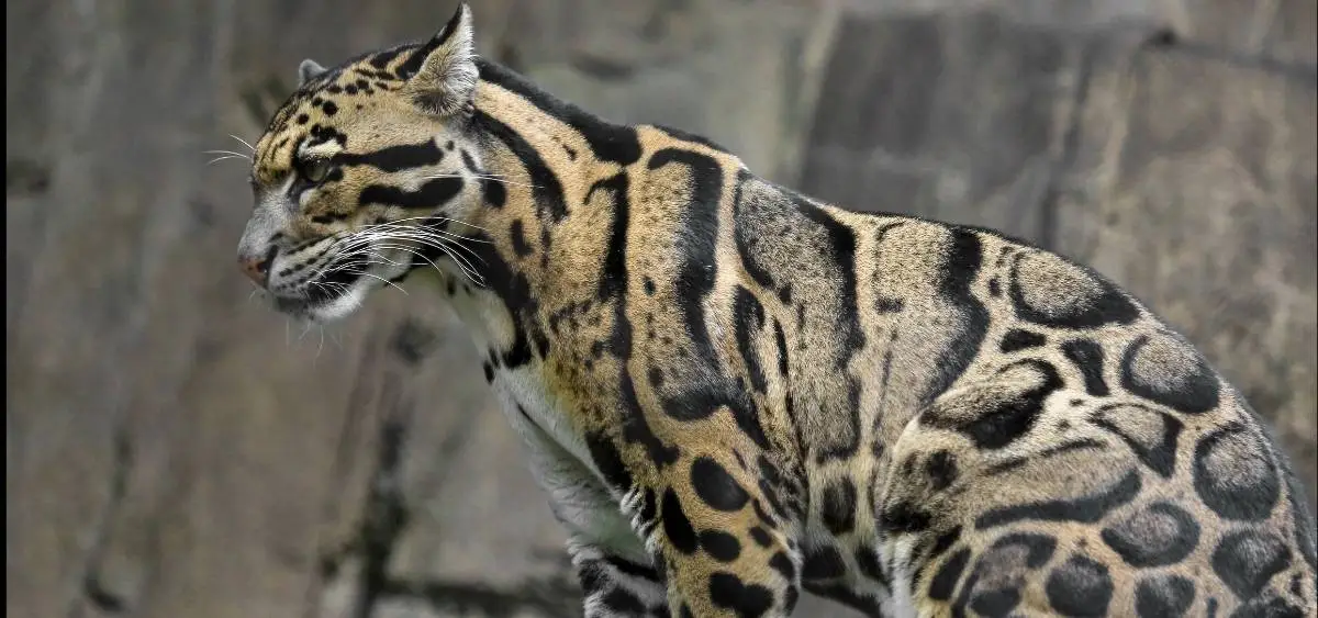 showing the image of international clouded leopard day