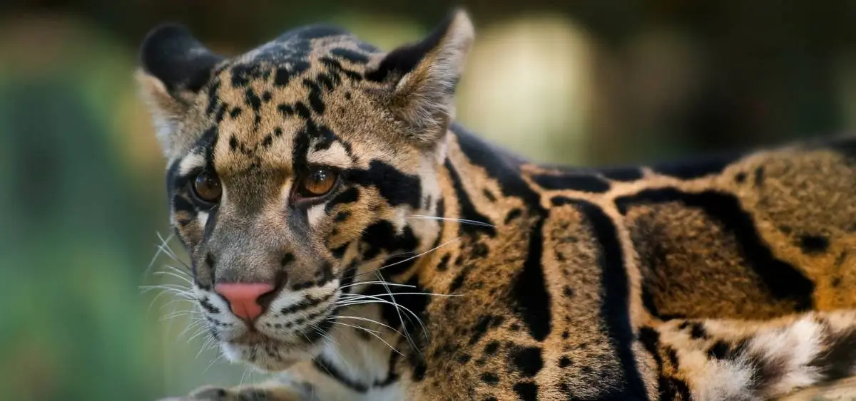 It Leopard What Is International Clouded Leopard Day and Why Is It Important?