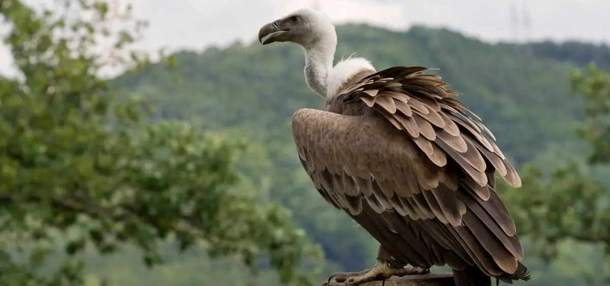 Showing the image of international vulture awareness day 1 september