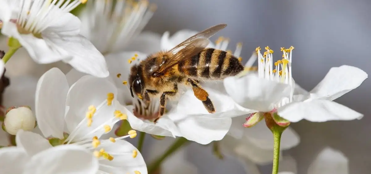 showing the image of national honey bee day