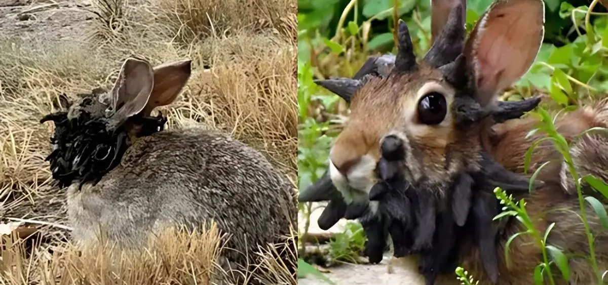 showing the image of colorado rabbits with horn