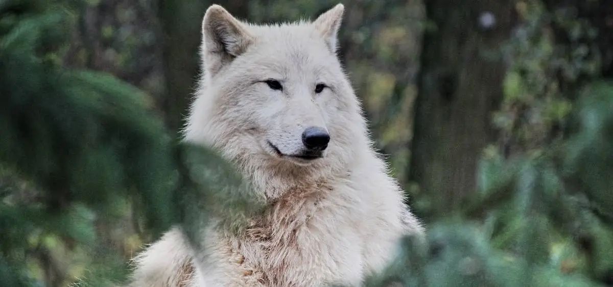 showing the image of international wolf day