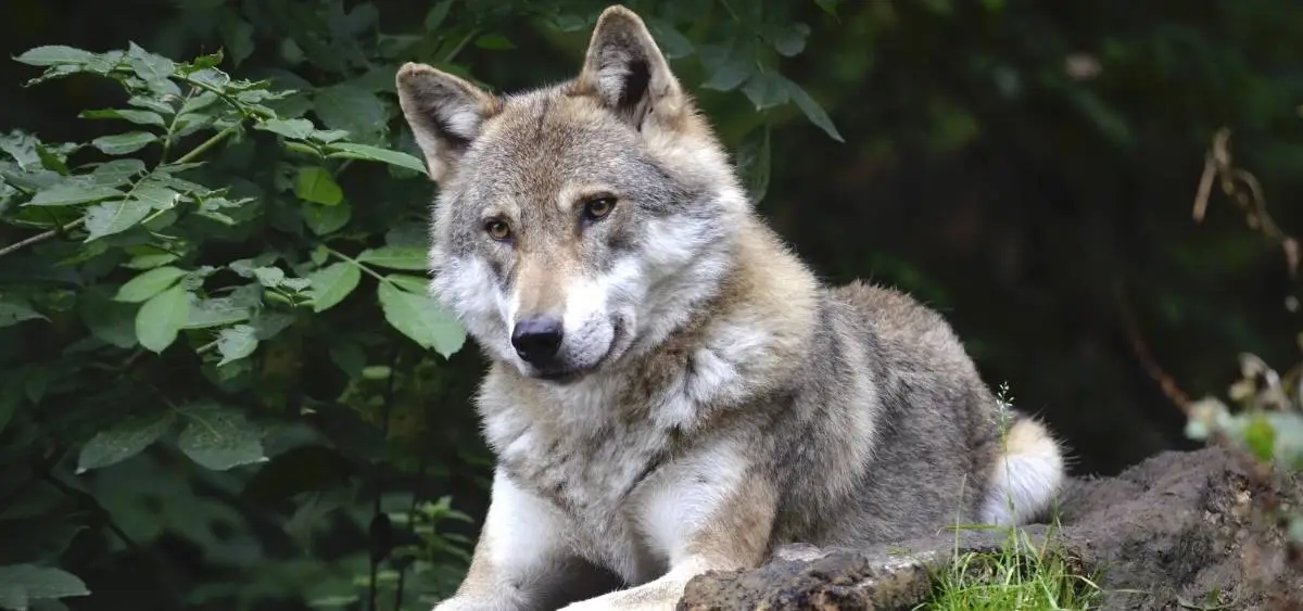 showing the image of international wolf day