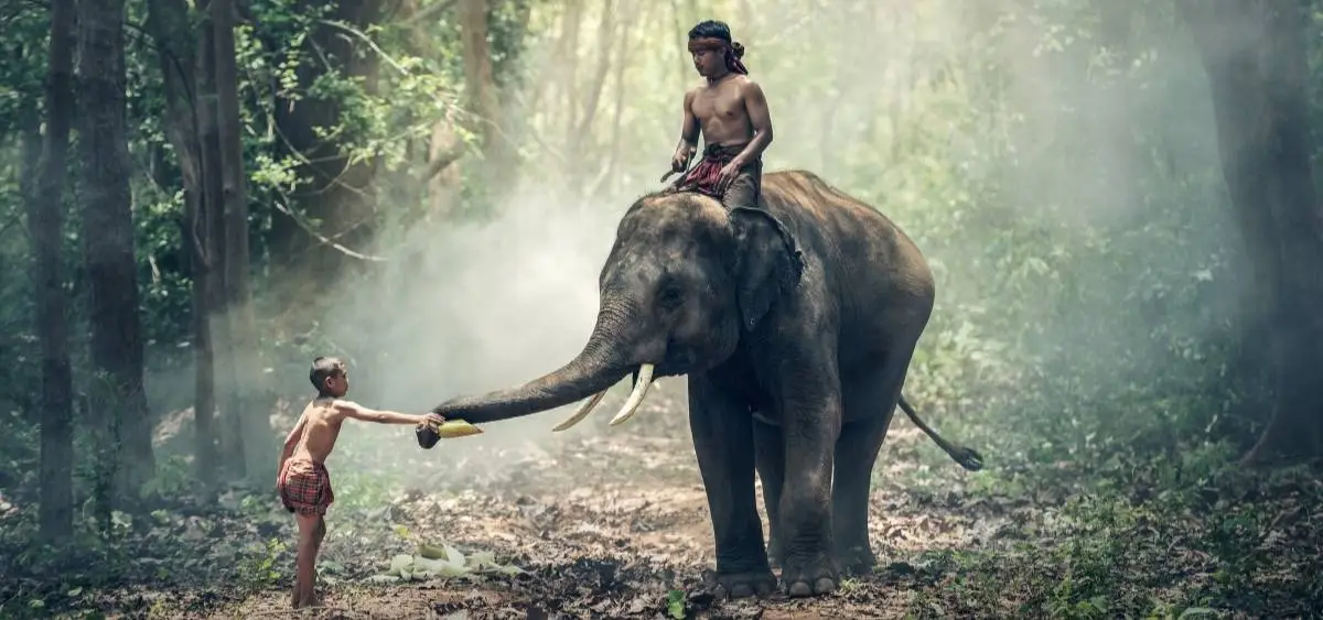 showing the image of world elephant day