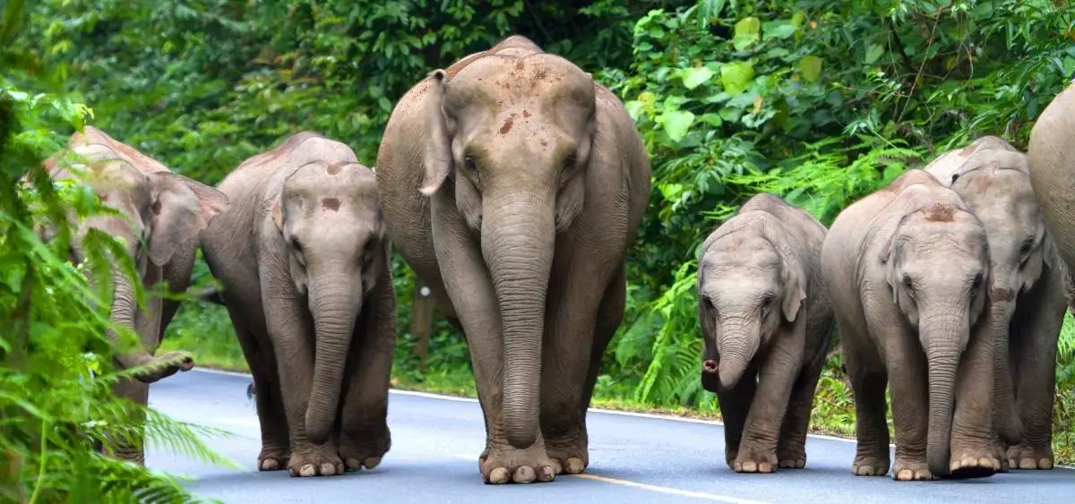 showing the image of world elephant day