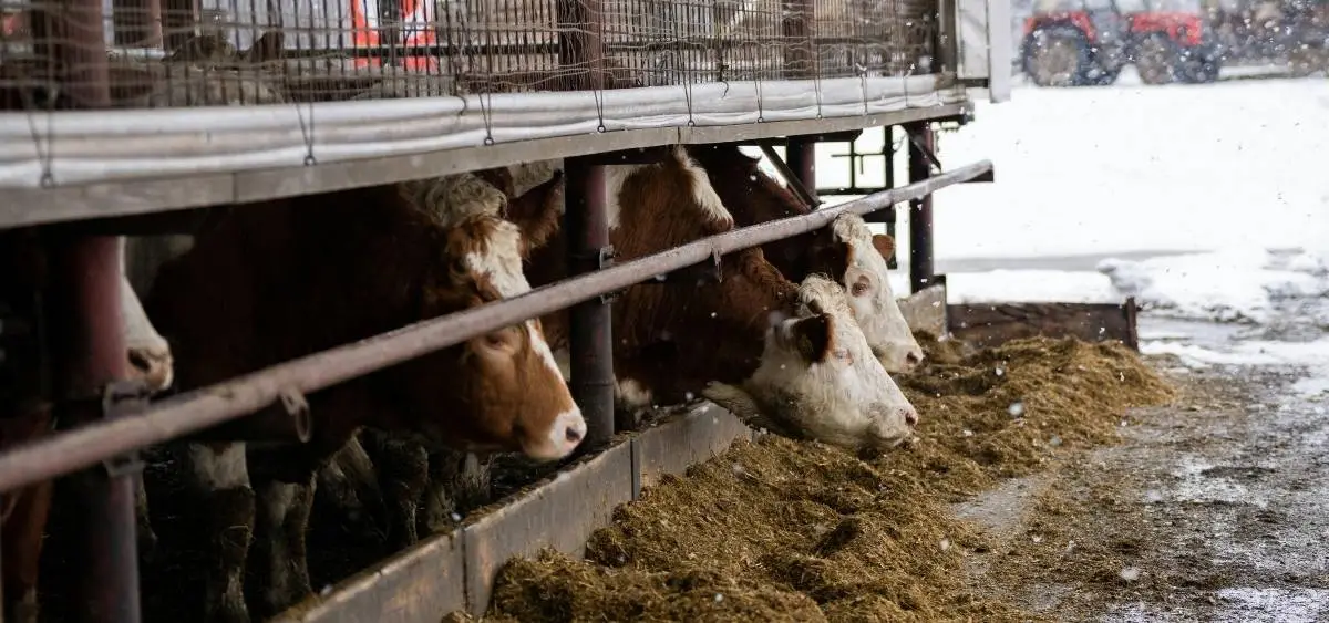 Showing the image of World farmed animals Day 2-october