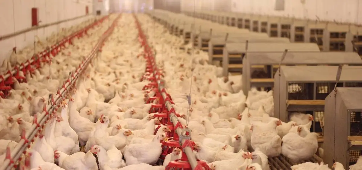 Showing the image of World farmed animals Day 2-october
