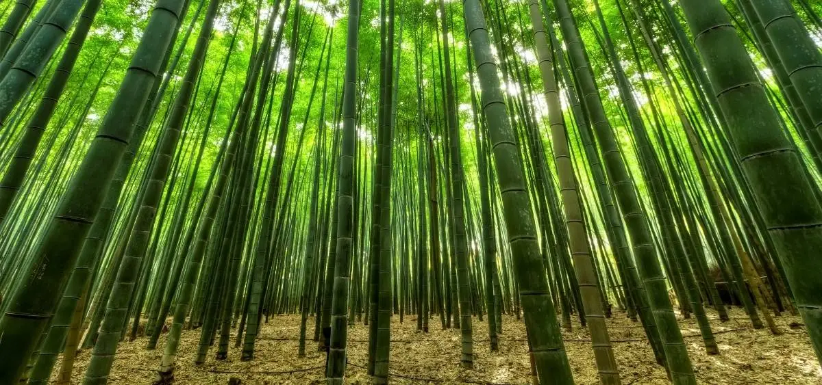 Showing the image of world bamboo day18 september