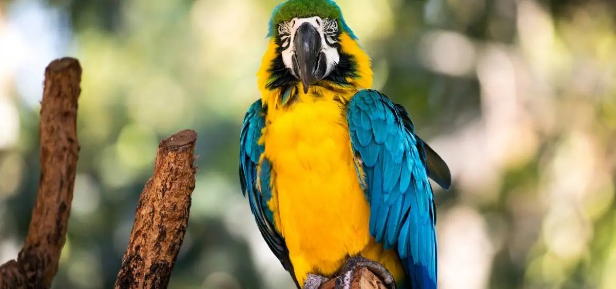 Showing the image of World Wildlife Week