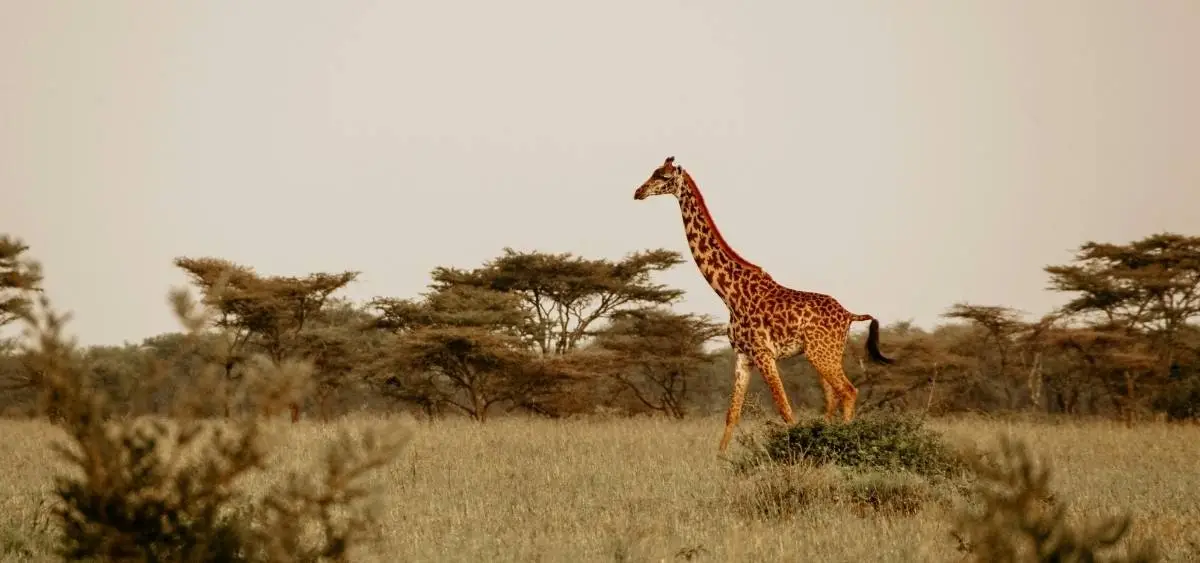 Showing the image of World Wildlife Week