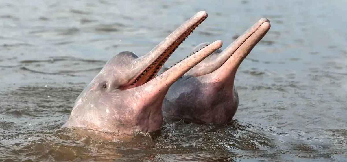 Showing the image of Freshwater Dolphin Day (24 october)