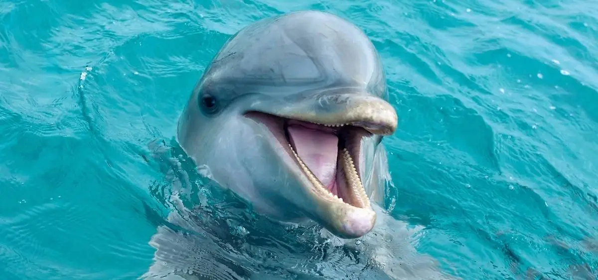 Showing the image of Freshwater Dolphin Day (24 october)