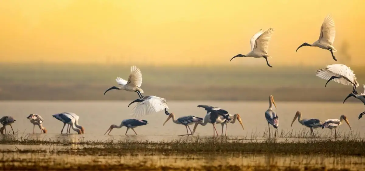 Showing the image of International Migratory Bird Day