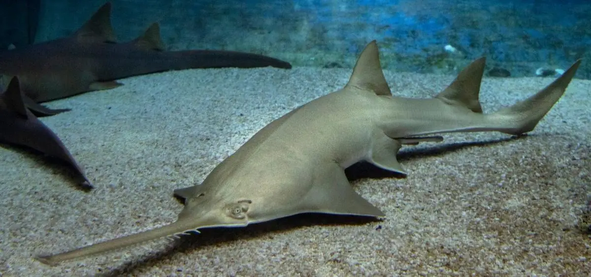 Showing the image of International Sawfish Day