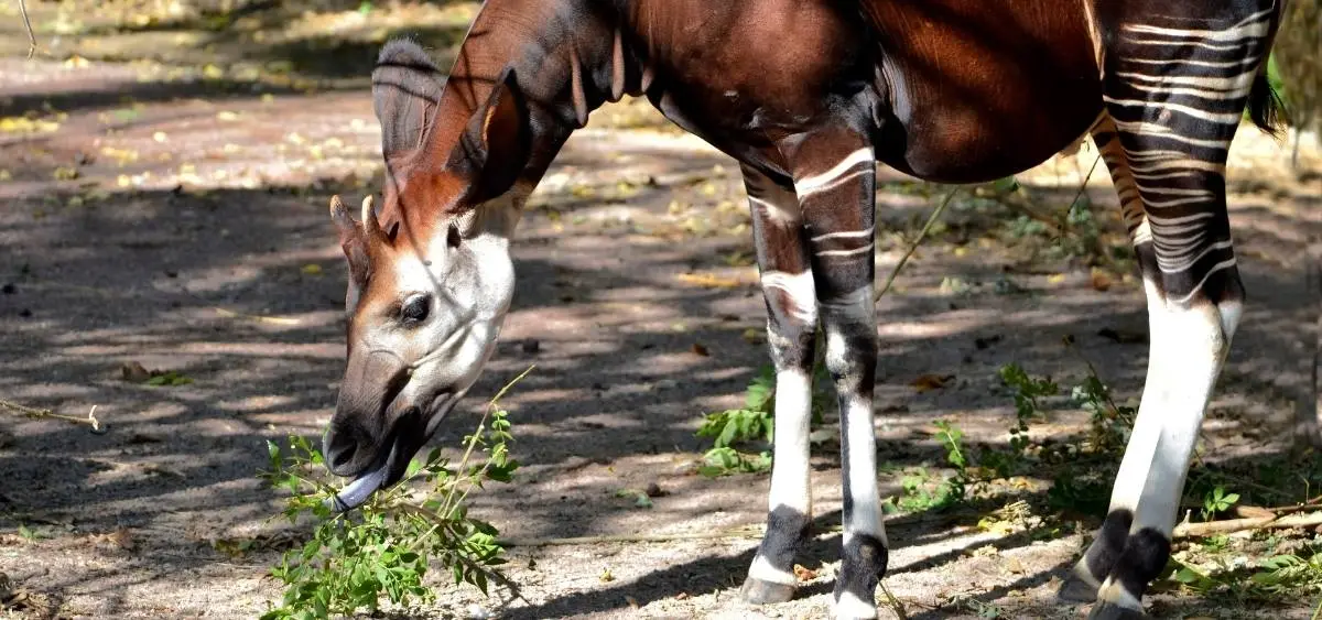 Showing the image of World Okapi Day (18 october)