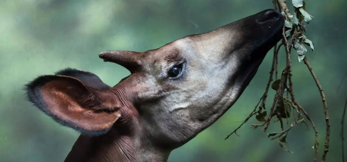 Showing the image of World Okapi Day (18 october)