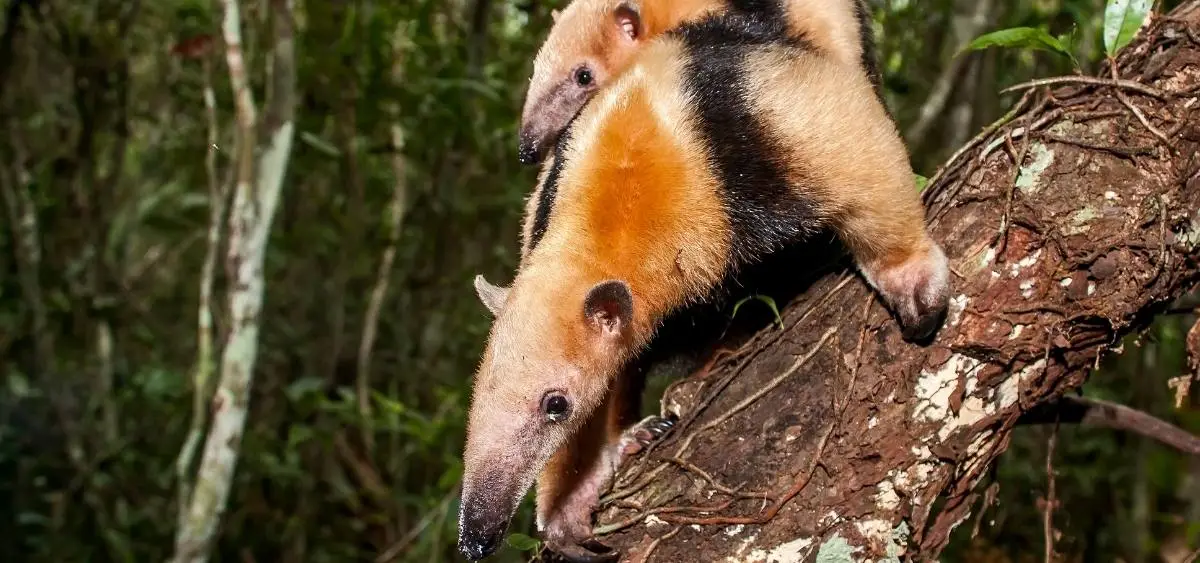 Showing the image of World Anteater Day 19-November