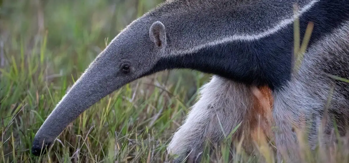 Showing the image of World Anteater Day 19-November