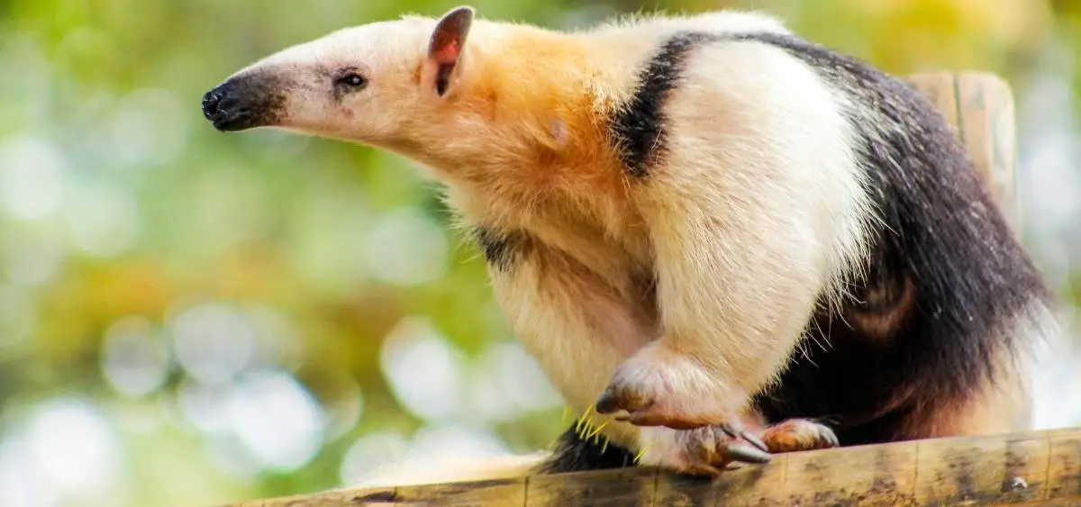 Showing the image of World Anteater Day 19-November