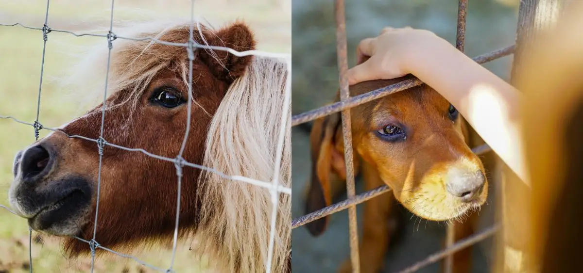 Showing the image of International Animal Rights Day (10 December)