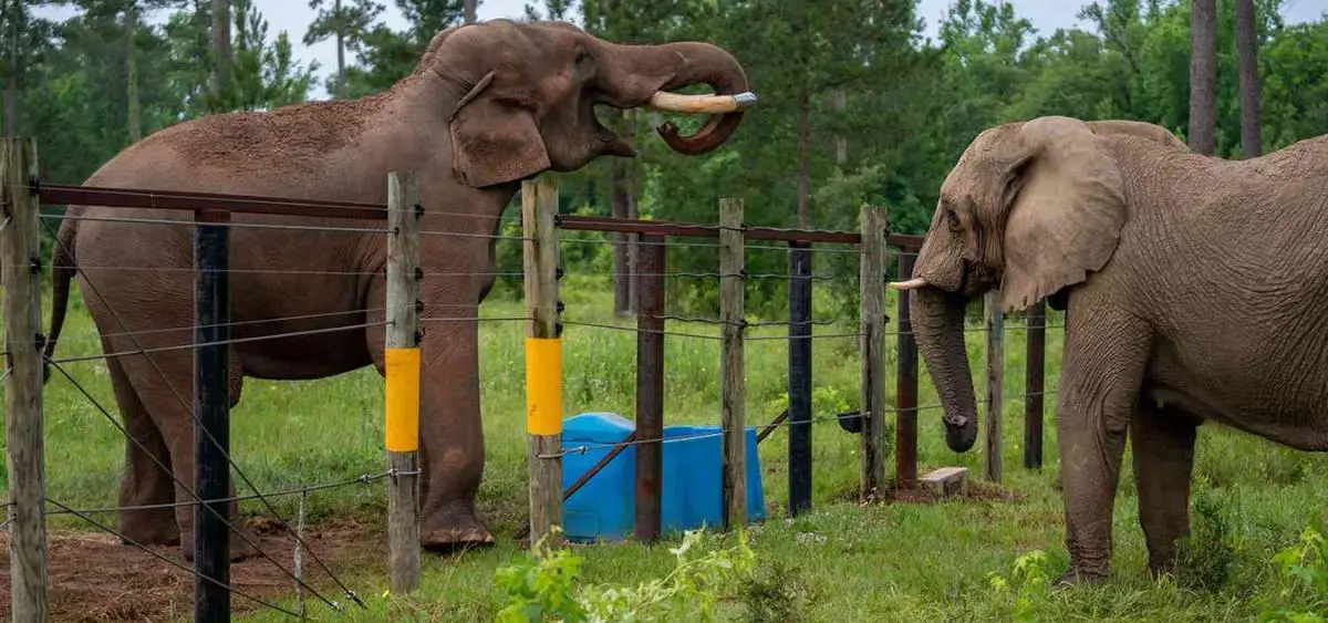 Showing the image of Mundi Elephant