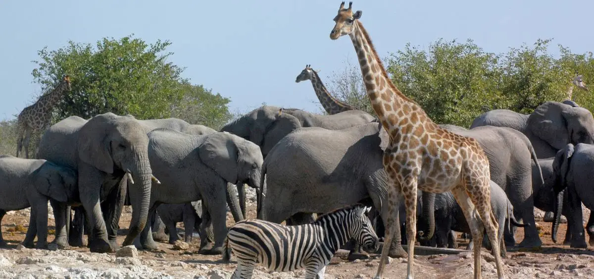Showing the image of Wildlife Conservation Day (4 December)