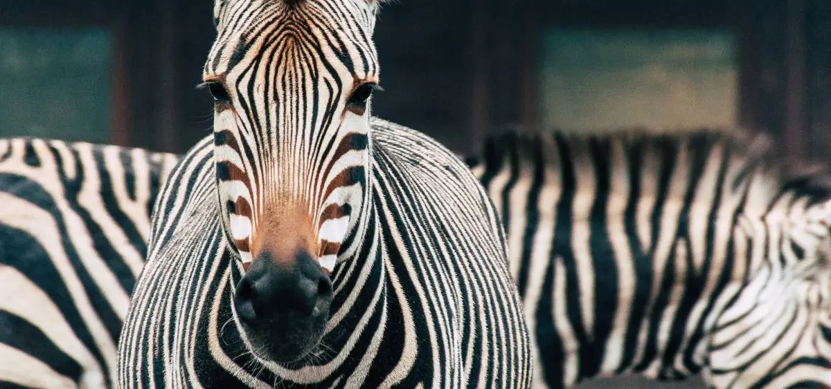 Showing the image of International Zebra Day