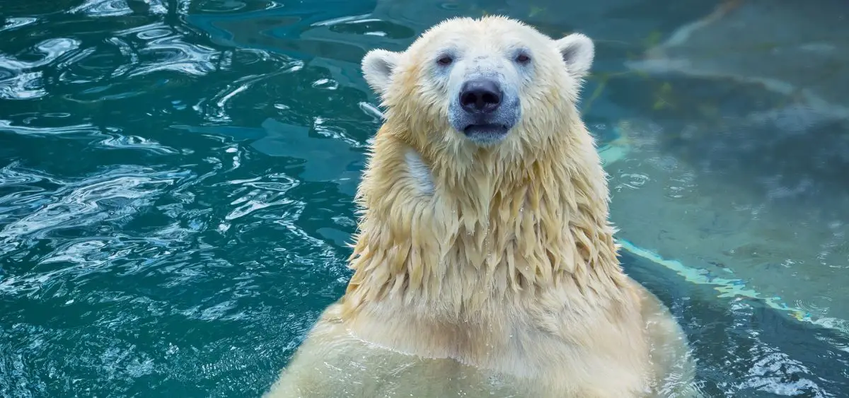 Showing the image of International Polar Bear Day