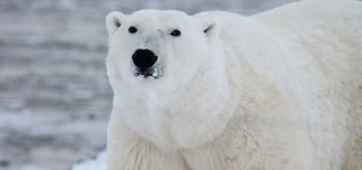 Showing the image of International Polar Bear Day