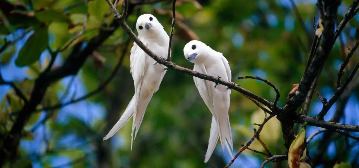 Showing the image of national bird day 5 january