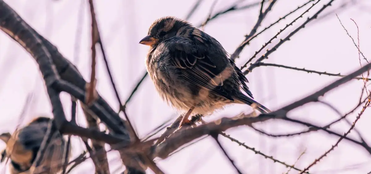 Showing the image of national bird day 5 january