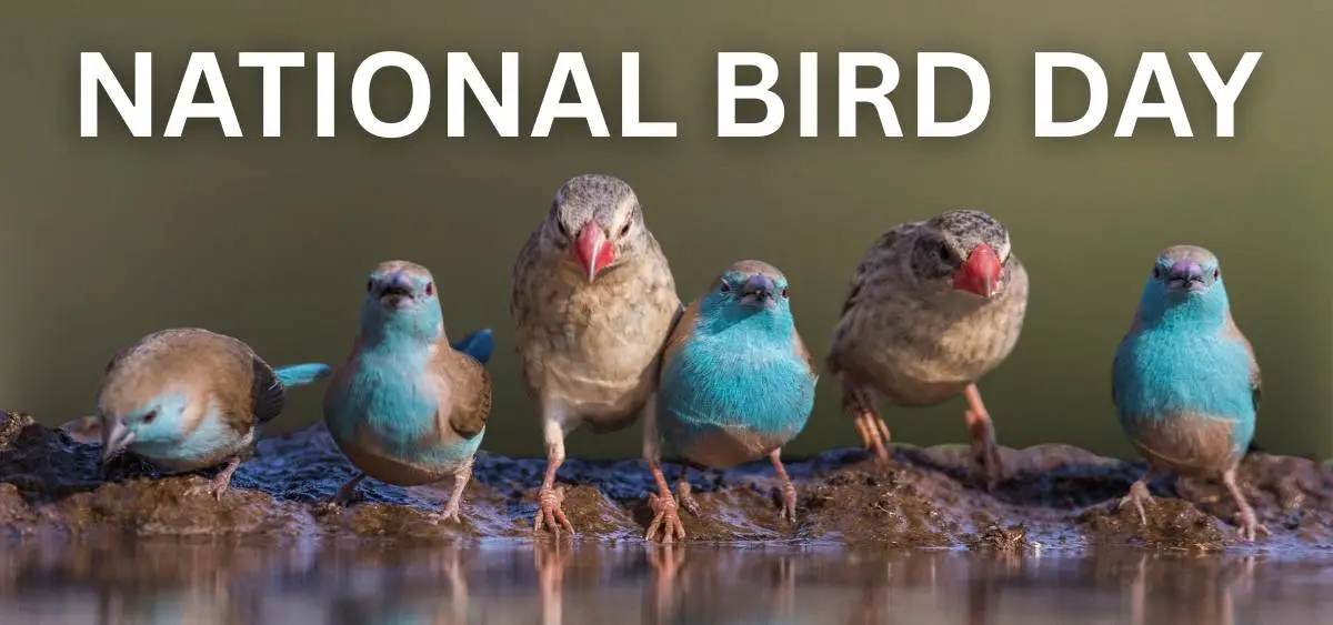 National Bird Day 2026 - 5 January | History and Fun Facts!