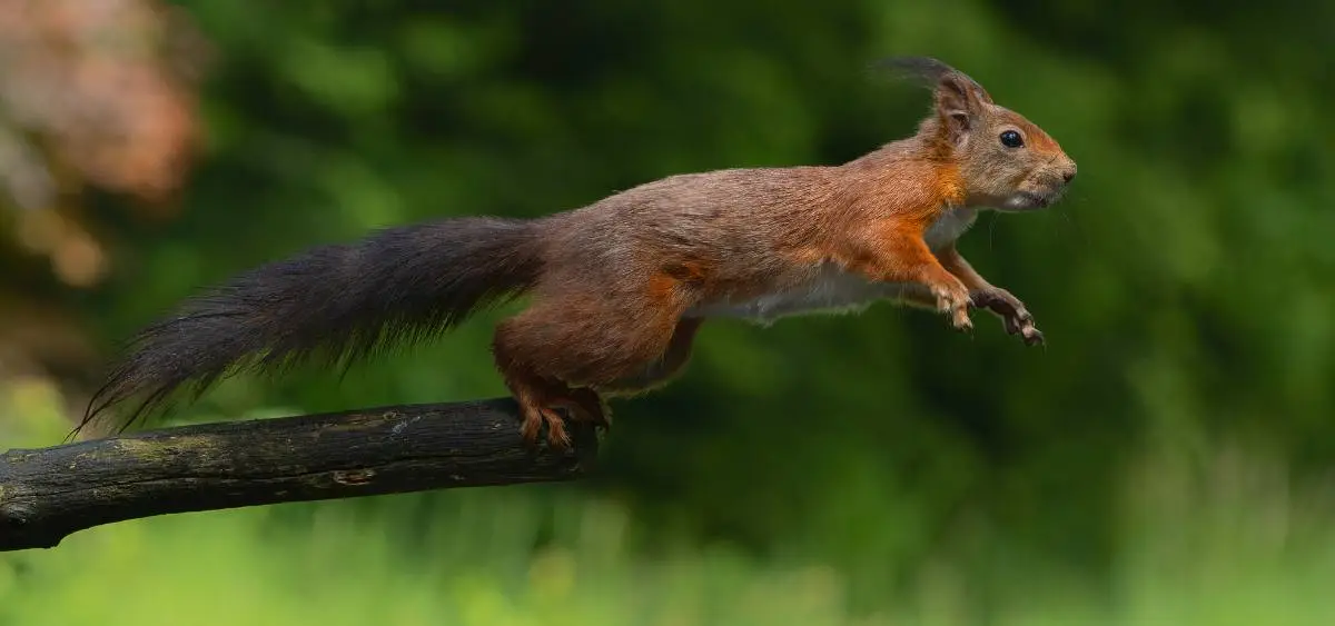 Showing the image of Squirrel Appreciation Day- 21 January