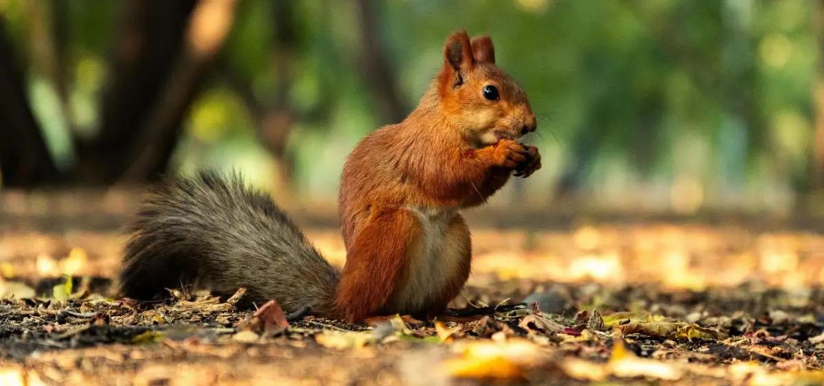 Showing the image of Squirrel Appreciation Day- 21 January