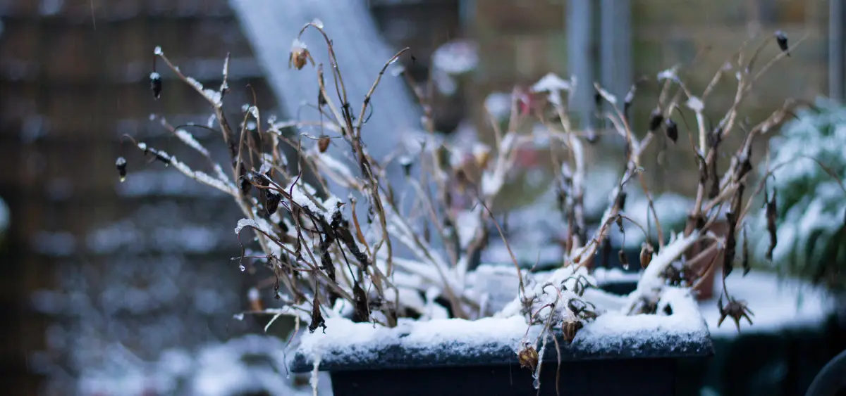 Showing the image of What to Do in Garden in December