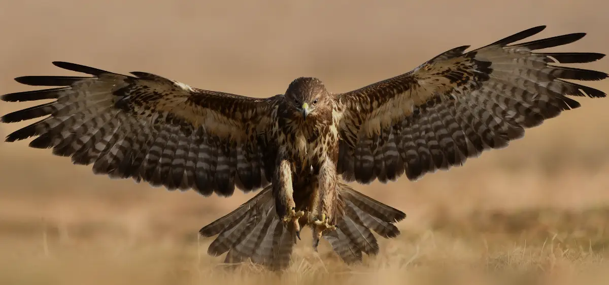 Showing the image of World Buzzards Day 2026 15 march