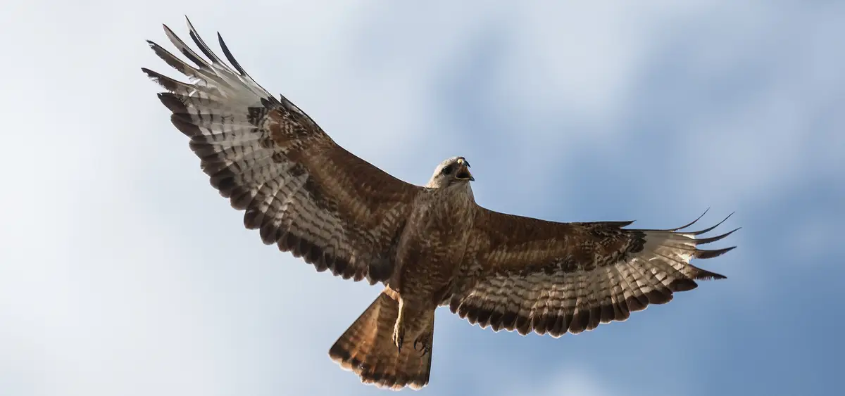 Showing the image of World Buzzards Day 2026 15 march