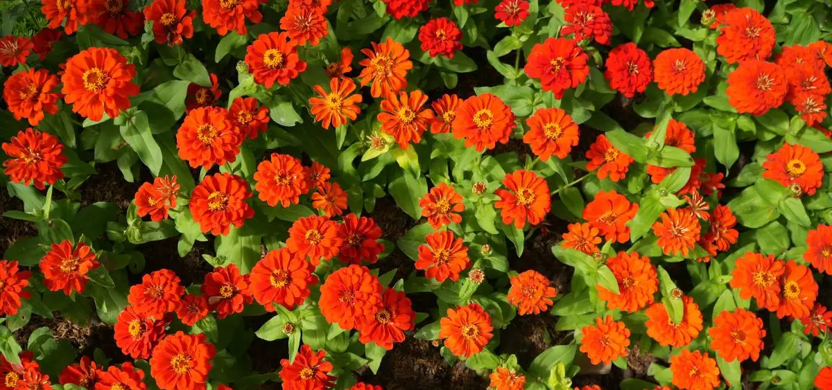 Showing the image of What to do in garden in march