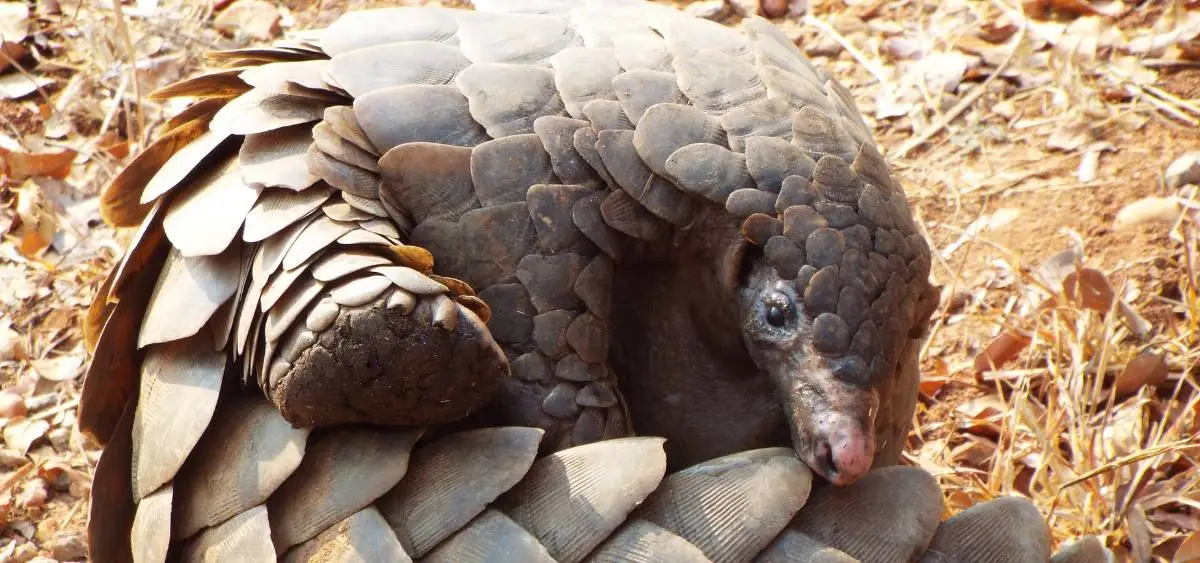 Showing the image of World Pangolin Day 2026
