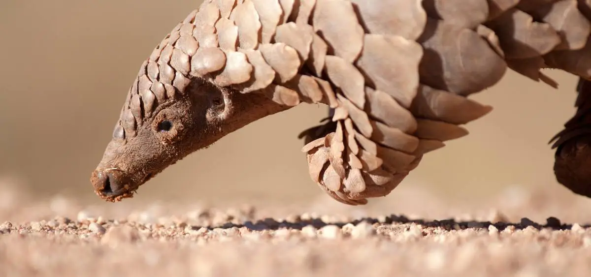 Showing the image of World Pangolin Day 2026