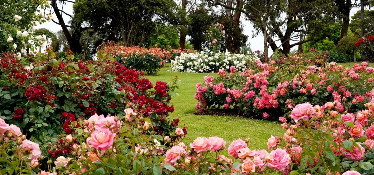 Showing the image of What to do in Garden in June